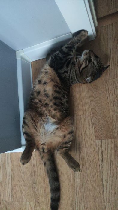 Отдам кота в хорошие руки