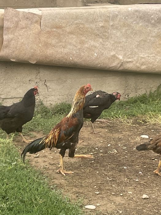 Байсобский кораз