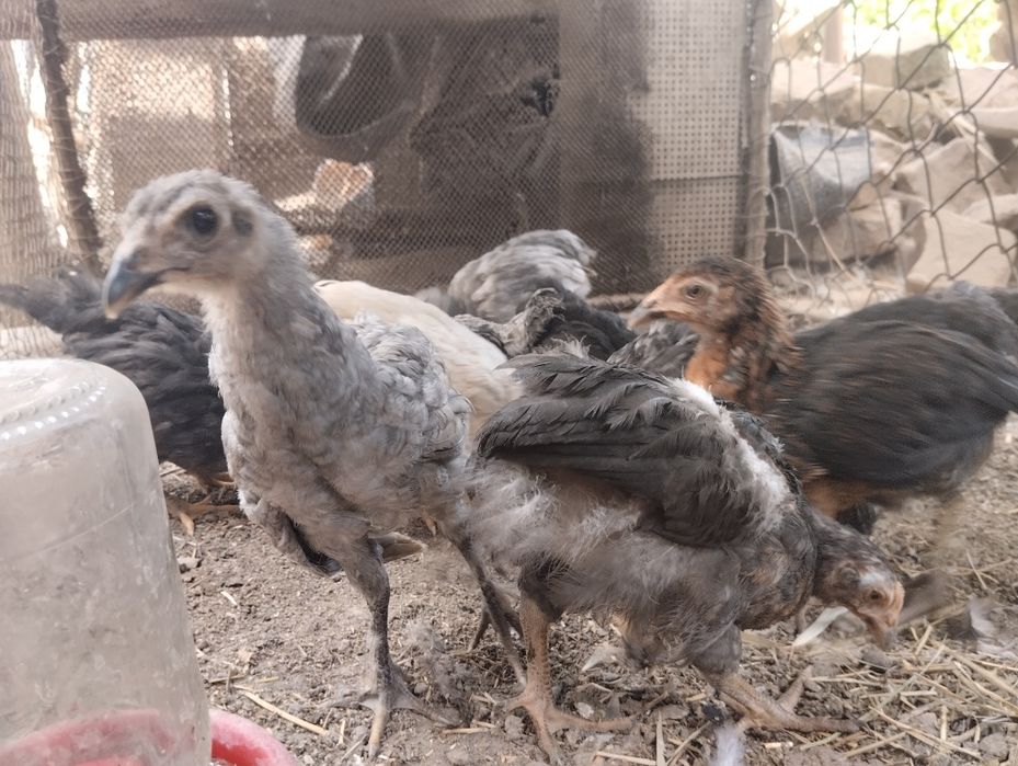 Jujalar sotiladi 3 oylik 40000 so'm