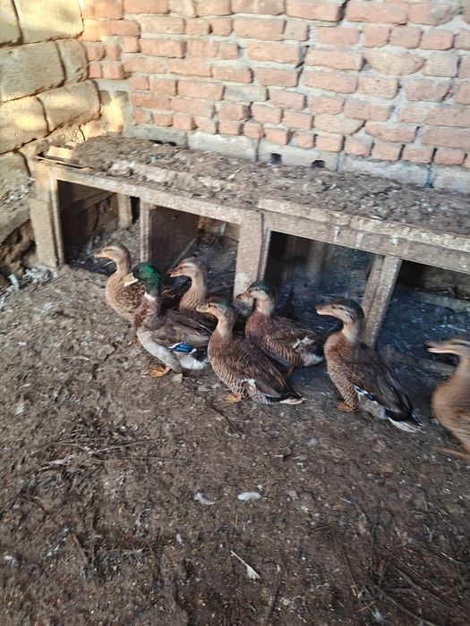Продам  диких  уток. Подсадных