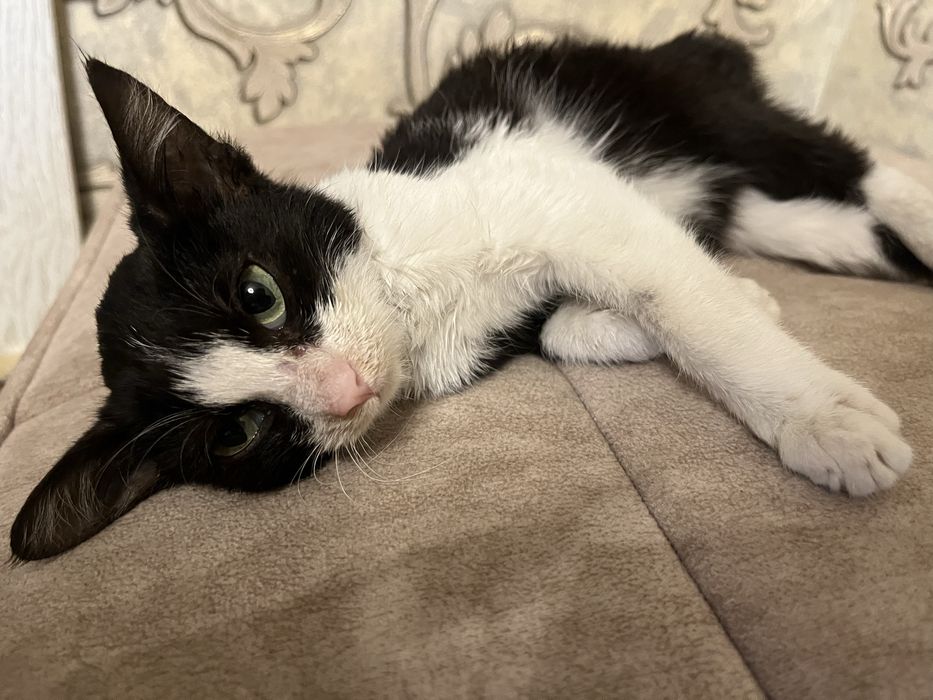 Отдам котенка в добрые руки