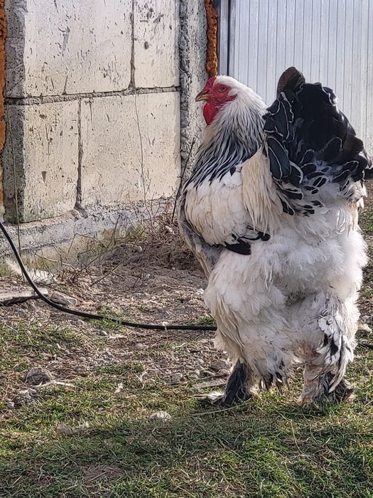 Cocoș din rasa Brahma