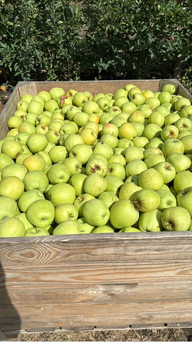 Mere de vînzare diferite soiuri