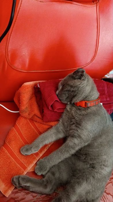 Ismi BARS 1,5 yosh oʻgil bola latokka orgatilgan