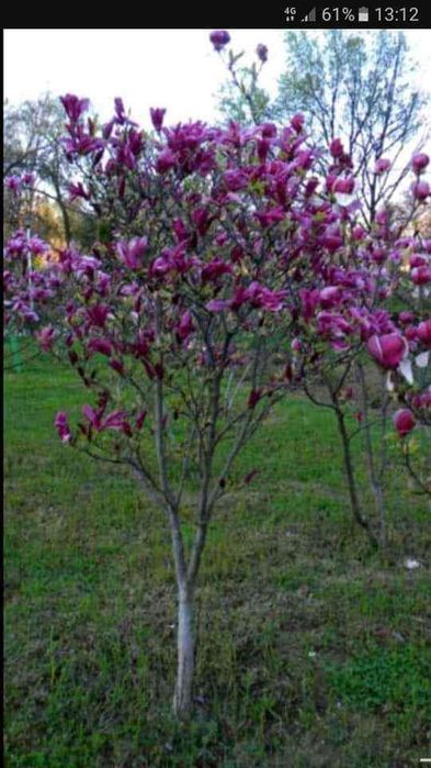 Plante la ghiveci