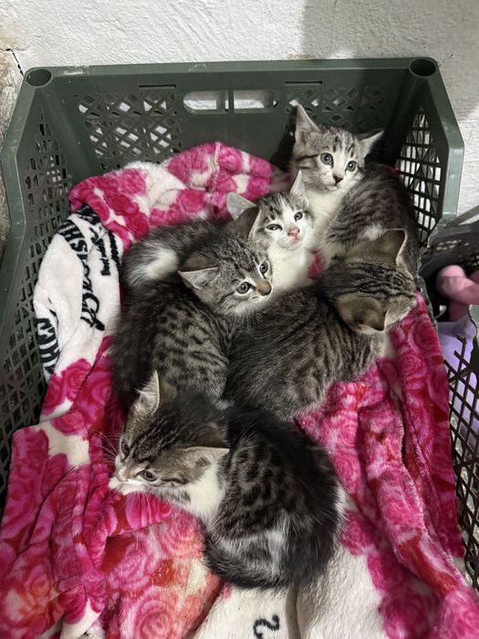Котят в хорошие руки