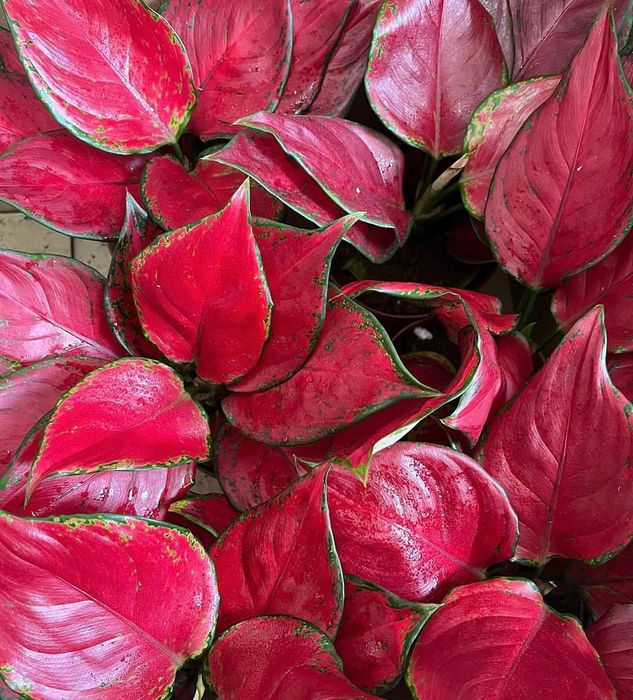 Комнатные растения