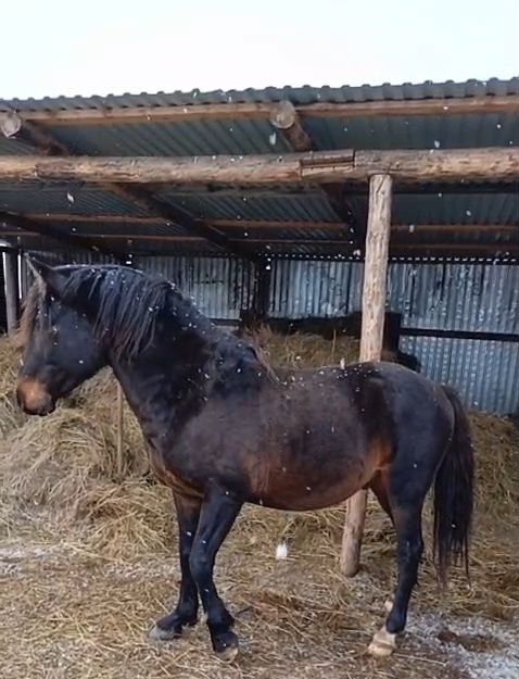 Айғыр сатылады, 8жасар