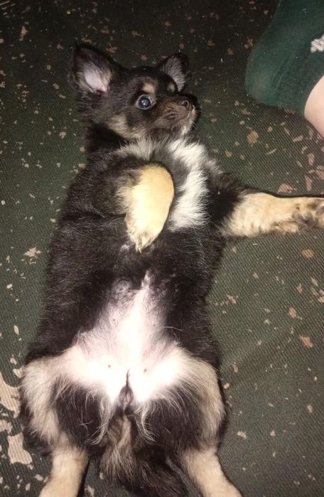 Щенок Помчи  Девочка