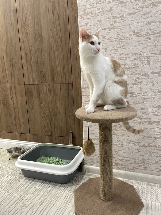 Кот возраст один год