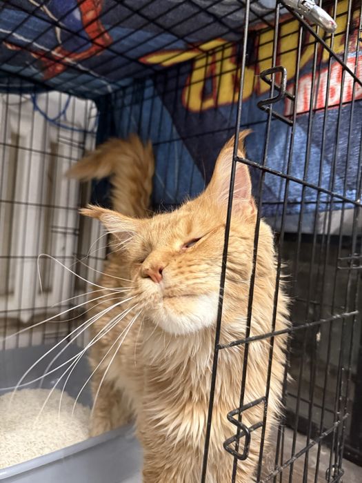 Продам кота Мейн-Куна