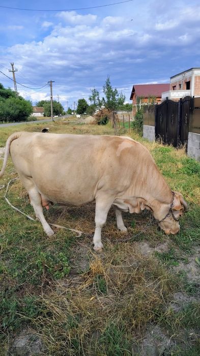 Vacă de vânzare.