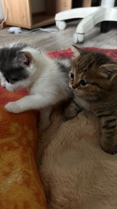 Котятки ищут дом