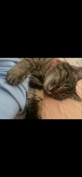 Очаровательный котёнок ищет новый дом!