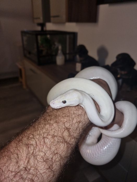 vând mascul de piton regal