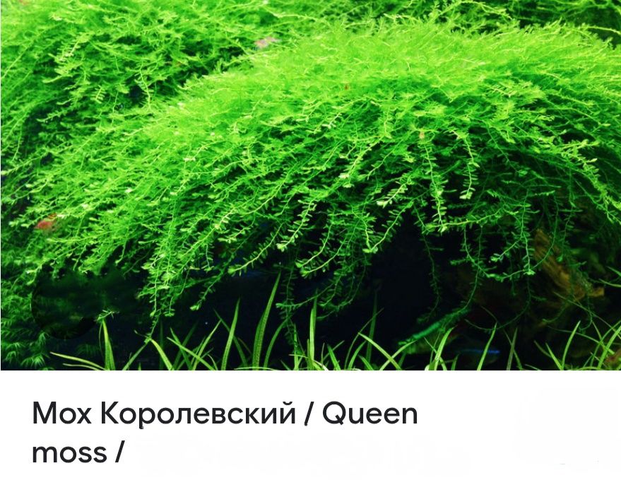 Королевский мох в аквариум