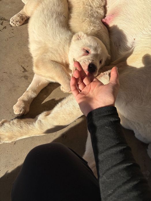 Кученца Алабай породисти с родословие