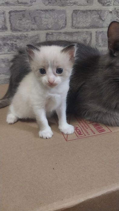 Отдам котят в добрые руки. Девочки все