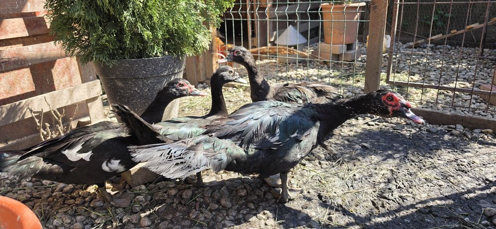 Familie Rațe Lesesti