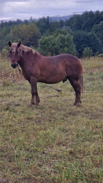 Cal de vanzare mai multe detali la numarul de telefon