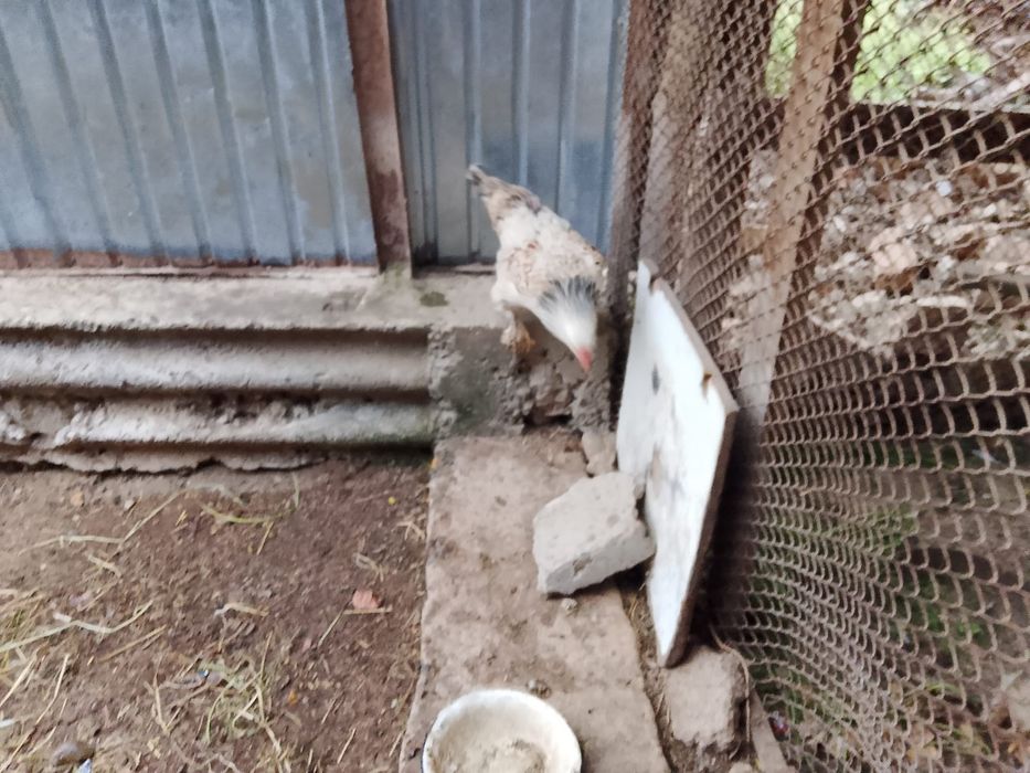 Күрік тауықққққққ