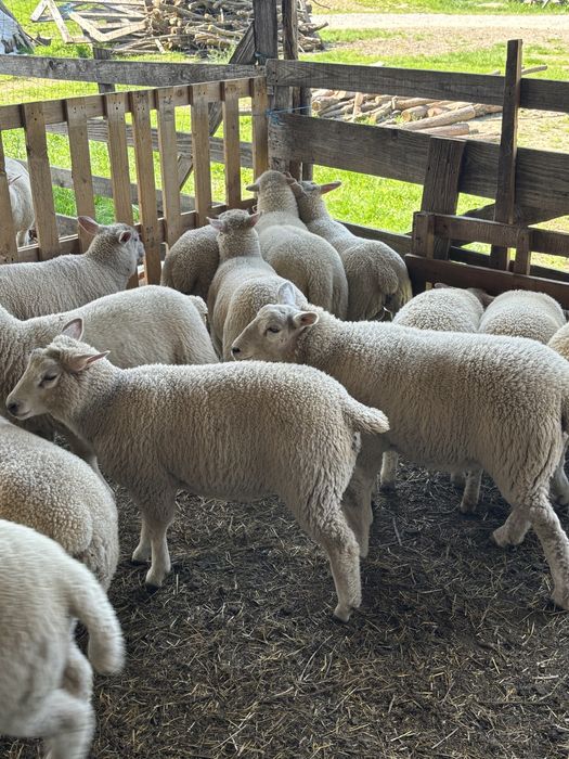 Berbeci TEXEL