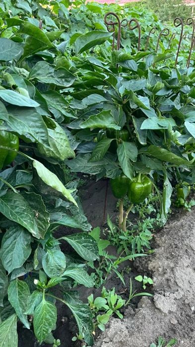 Продам дачный участок