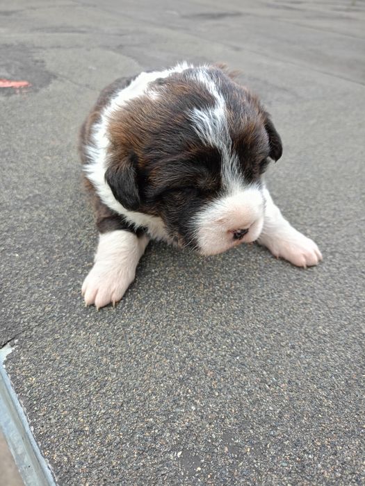 Бесплатна отдаются щенята