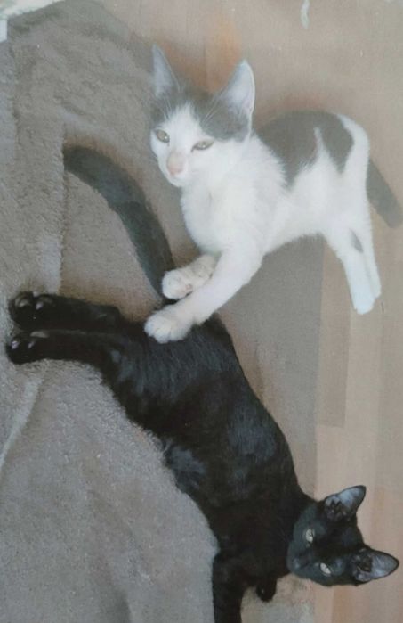 Отдаем котят даром