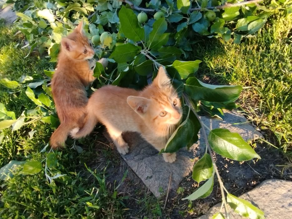 2-месечни котета
