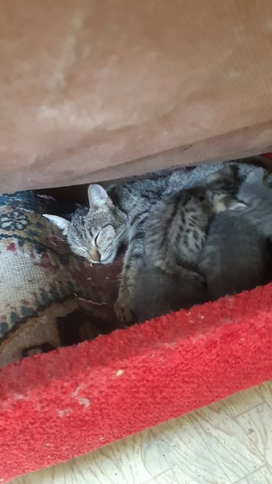 3 котят и мама кошка