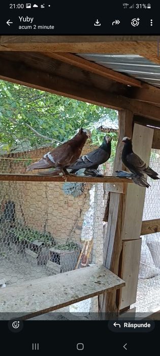 Porumbei de ornament ,voltati indieni ,preoti și spot saxon ,capucini și satineti.