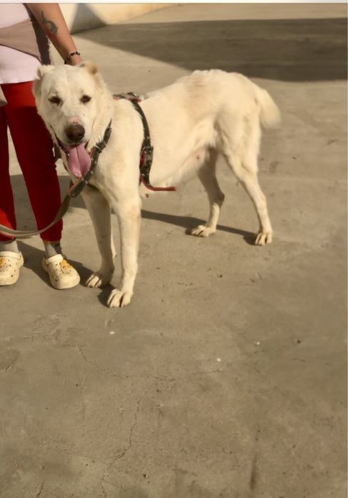 Продаеться САО