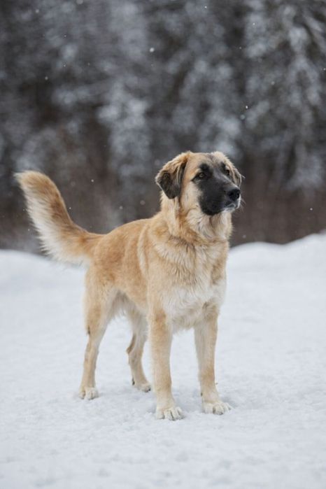 Собака помесь Алабая.