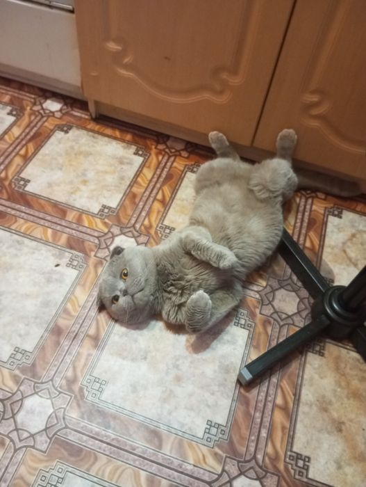 Кот для вязки, британец