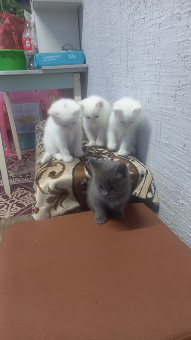 Продам красивых котят