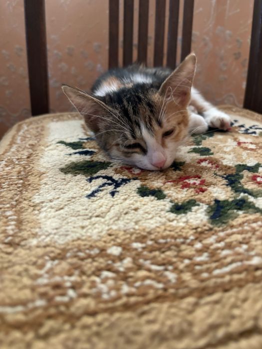 Отдам котенка аллергия у брата