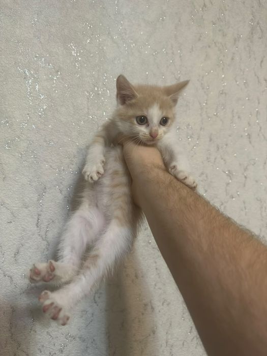 Отдам котят в хорошие руки