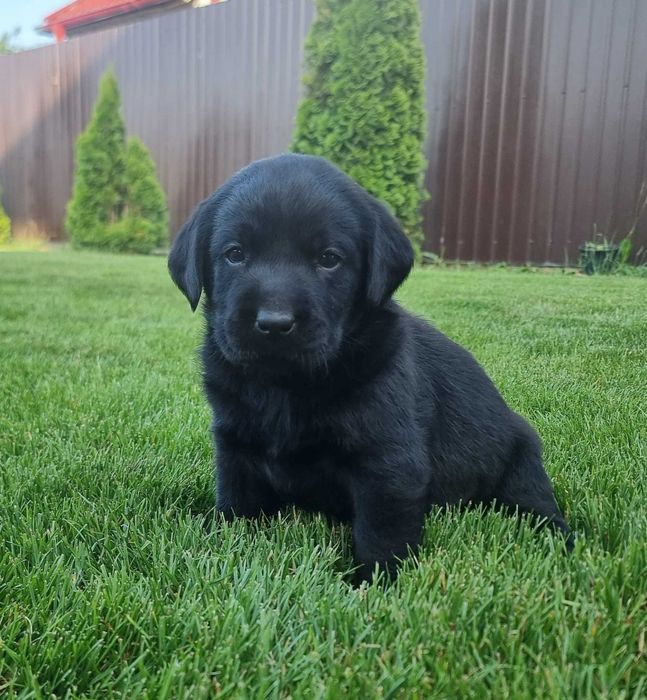 Labrador retriever