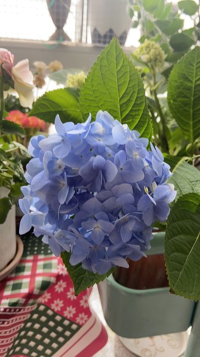 Гортензия садовая