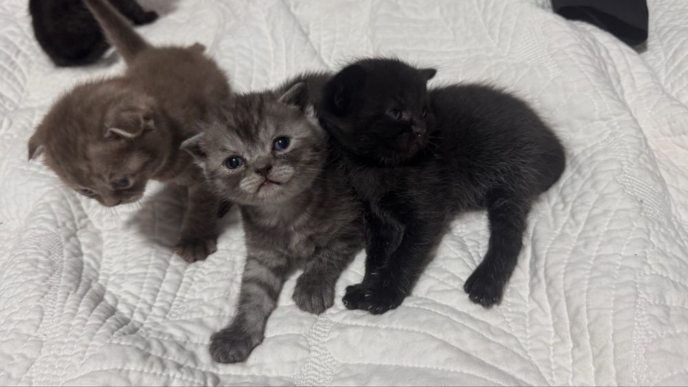 Чистокровные шотландцы