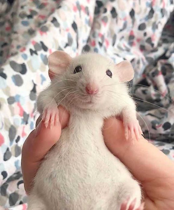 Как выглядит крысенок фото Как выглядит крысенок фото
