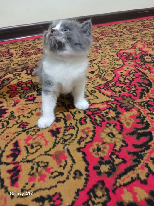 британской короткошерстной  Кошка продаётся