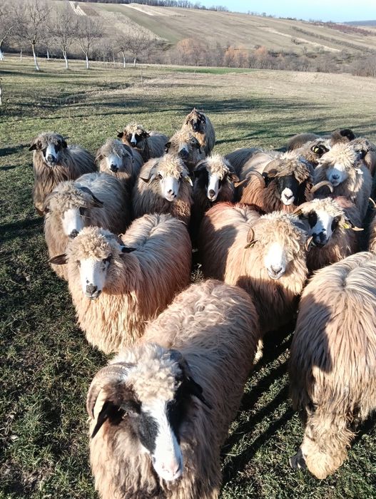 Vând 5 noatine breze și oacheșe