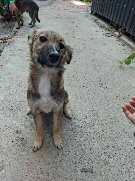 красивый щеночек ищет дом