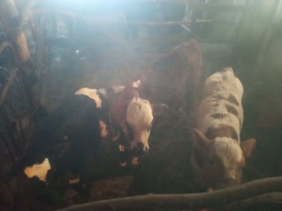 Продам оптом телять