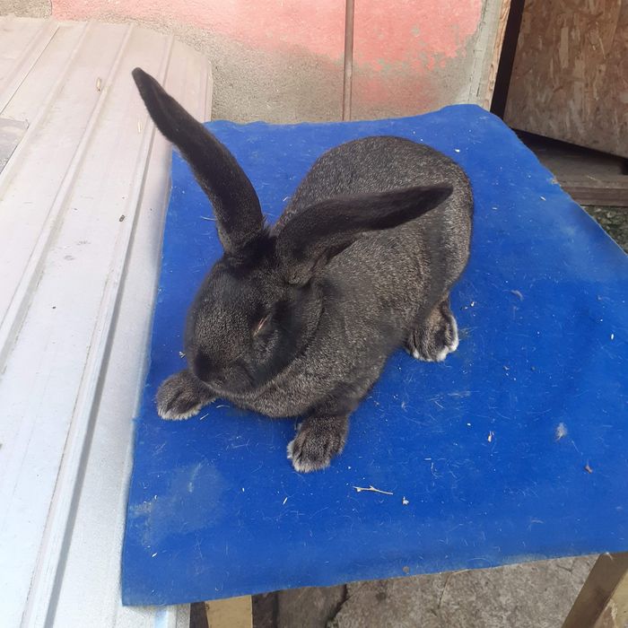 Disponibile iepuri.          Uriaș german.