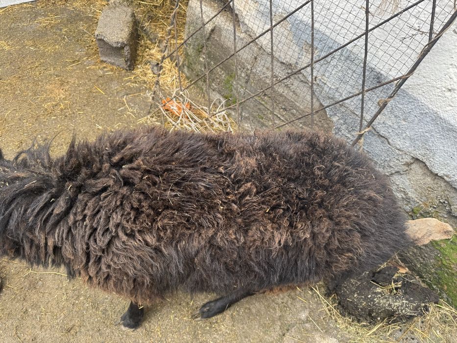 Продам борана.  .