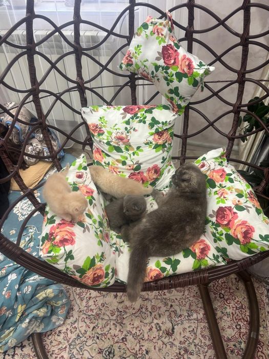 Кошки , милые кошки