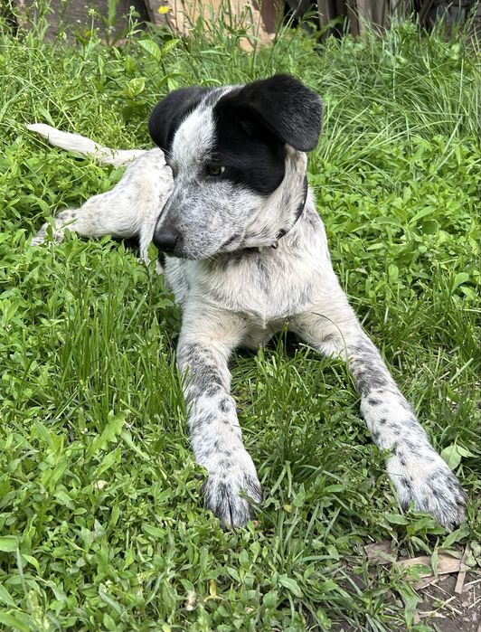 Нашлась собака в районе ул Гетте и ул Элеваторская